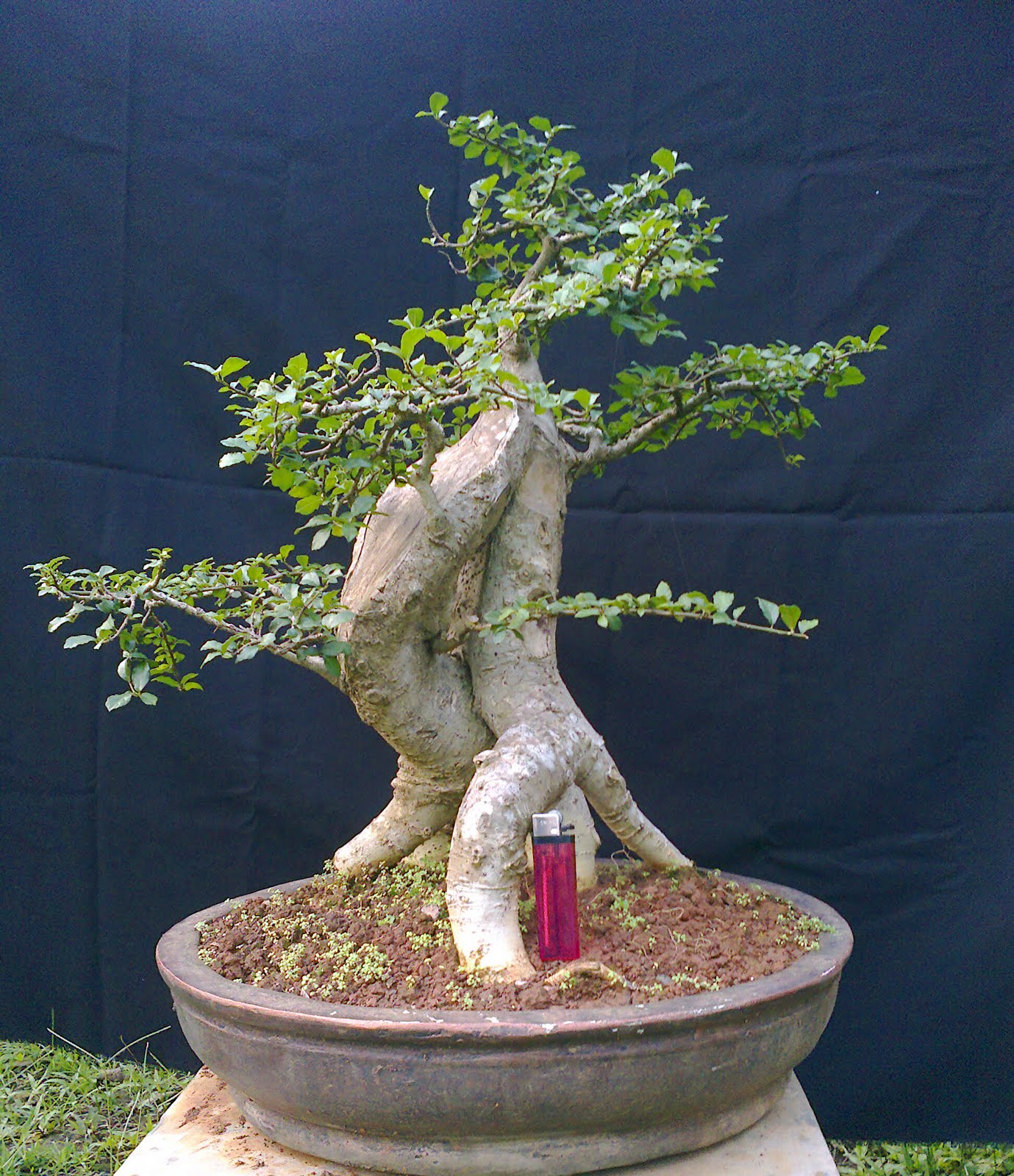 artaprso Bonsai  Serut Bakalan 