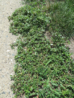 A photo of a weed growing on the ground