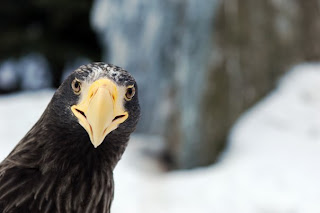 eagle face wilad animal bird picture species aves carnivorous wallpaper