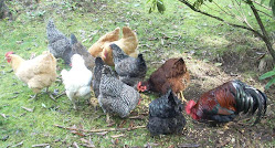My Recycling Girls & Big Red
