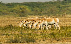 Indian Wild Ass grazing together