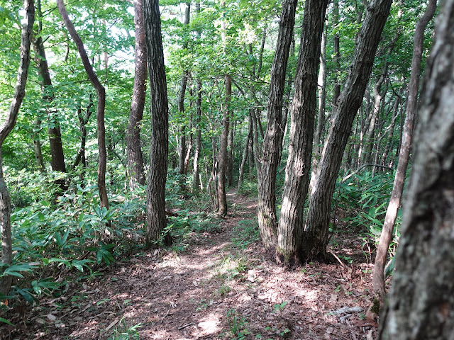 鳥取県西伯郡南部町東上の鎌倉山に登ります　急な坂道