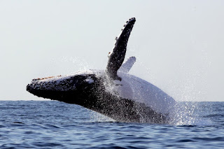 breaching humpback whale, humpback whale