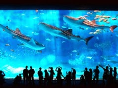 okinawa-aquario