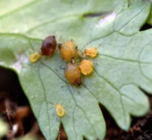 aphids - Cilantro