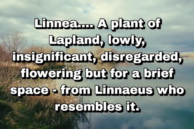 "Linnea.... A plant of Lapland, lowly, insignificant, disregarded, flowering but for a brief space - from Linnaeus who resembles it." ~ Carl Linnaeus