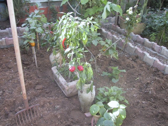  Garden Soil