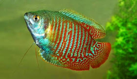http://www.abc.net.au/news/2015-02-13/virus-testing-for-ornamental-fish-delayed-after-backlash/6090946