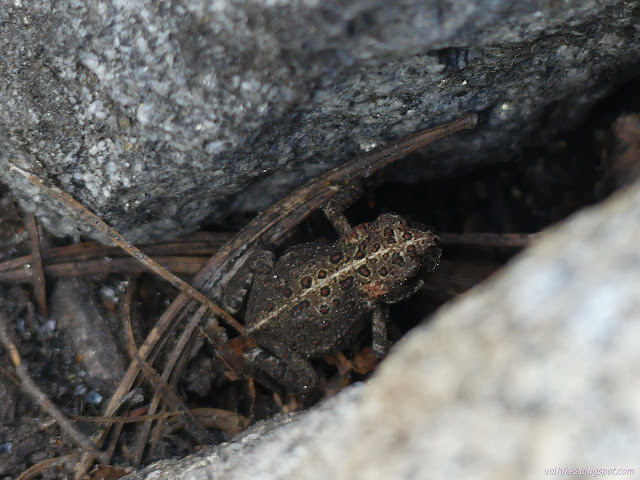 139: toad between rocks