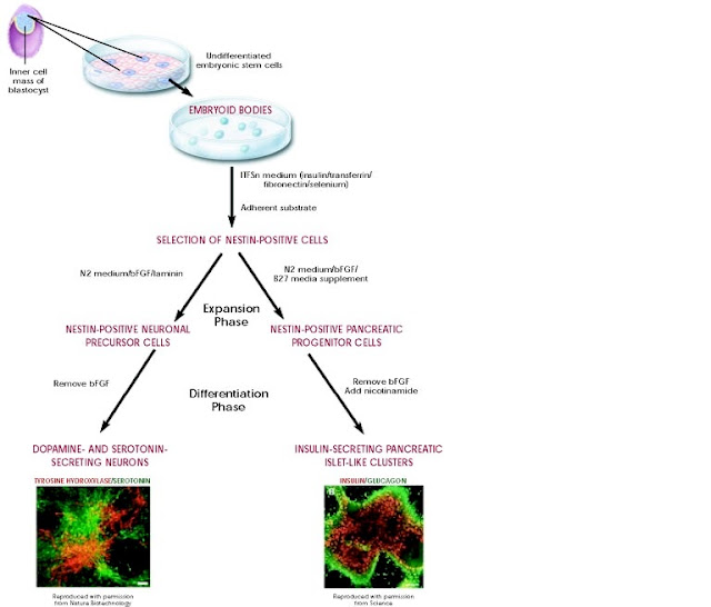 What are embryonic stem cells?