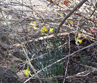 daffodils, lantana stalks