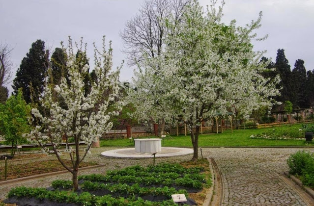 حديقة نباتات زيتون بورنو الطبية الأولى من نوعها في تركيا
