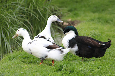 Timber Housing for Ducks and Geese