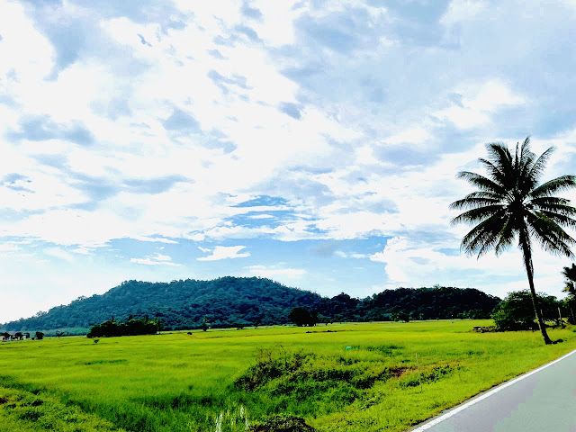 Sawah Padi di Mersing