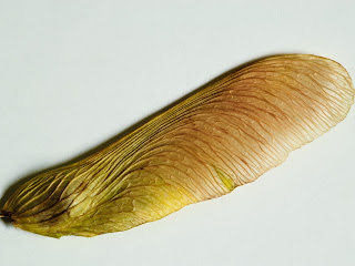 maple seed