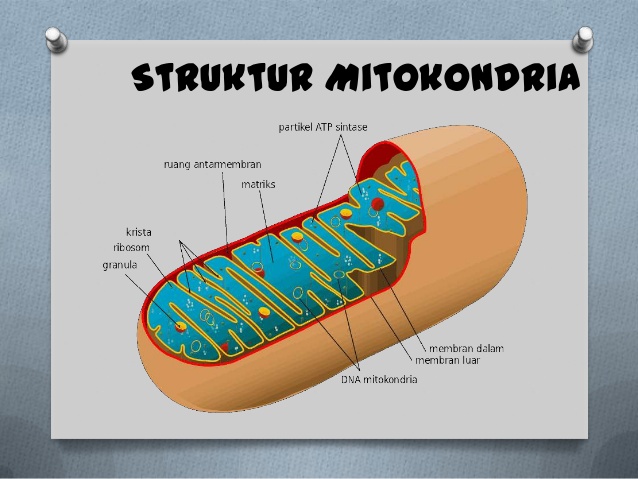 Fungsi Mitokondria Pada Sel  Tumbuhan  dan Hewan  Nyontex com