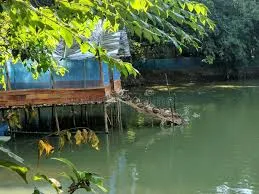 Ducks in Fish Farm
