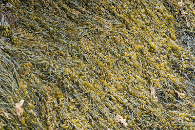 Rockweed (Fucus vesiculosus)