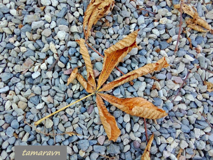 Конский каштан обыкновенный (Aesculus hippocastanum)