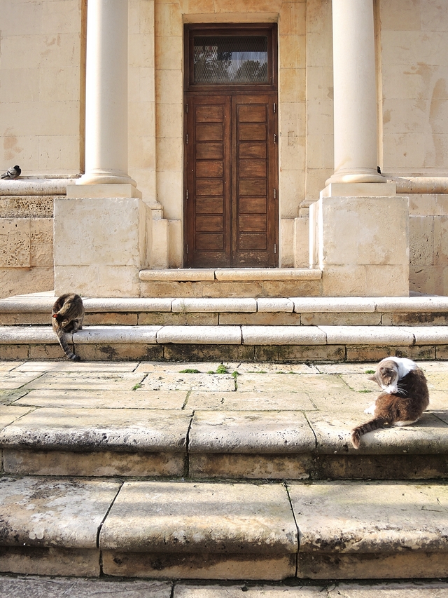 Malta: nog een laatste keer : katten!