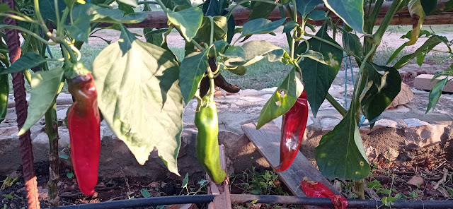 Pimientos en el huerto