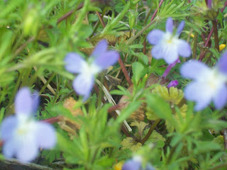 small purple flowers