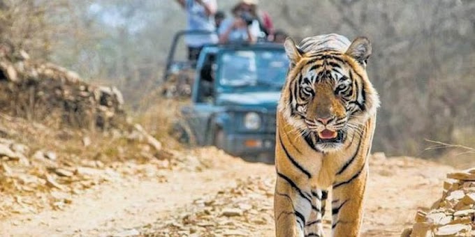 Bannerghatta National Park: A Wildlife Haven Near Bangalore