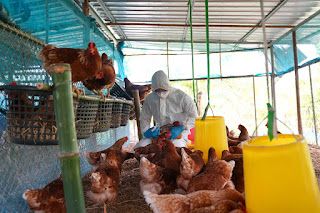 Navigating the Pandemic: The Rising Threat of Avian Influenza