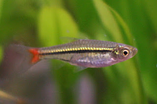 Black Line Rasbora