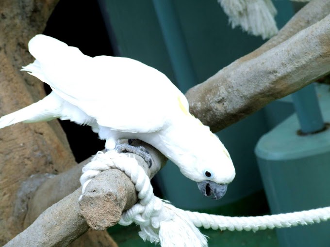 099 #鳥 #オウム #風景 #かわいい #白