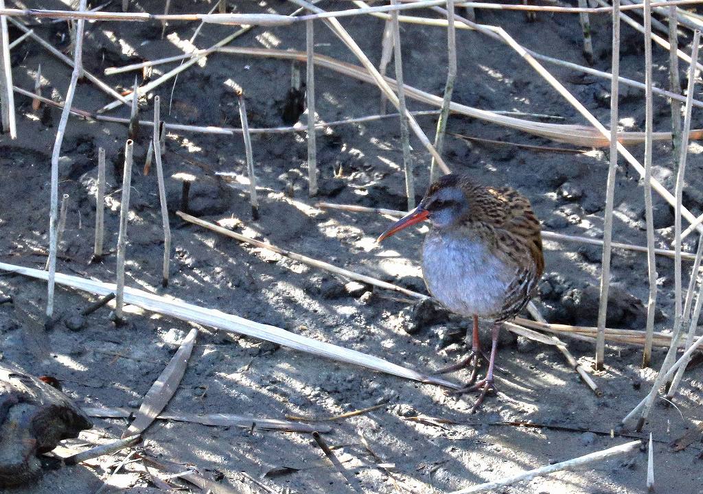 Water　Rail