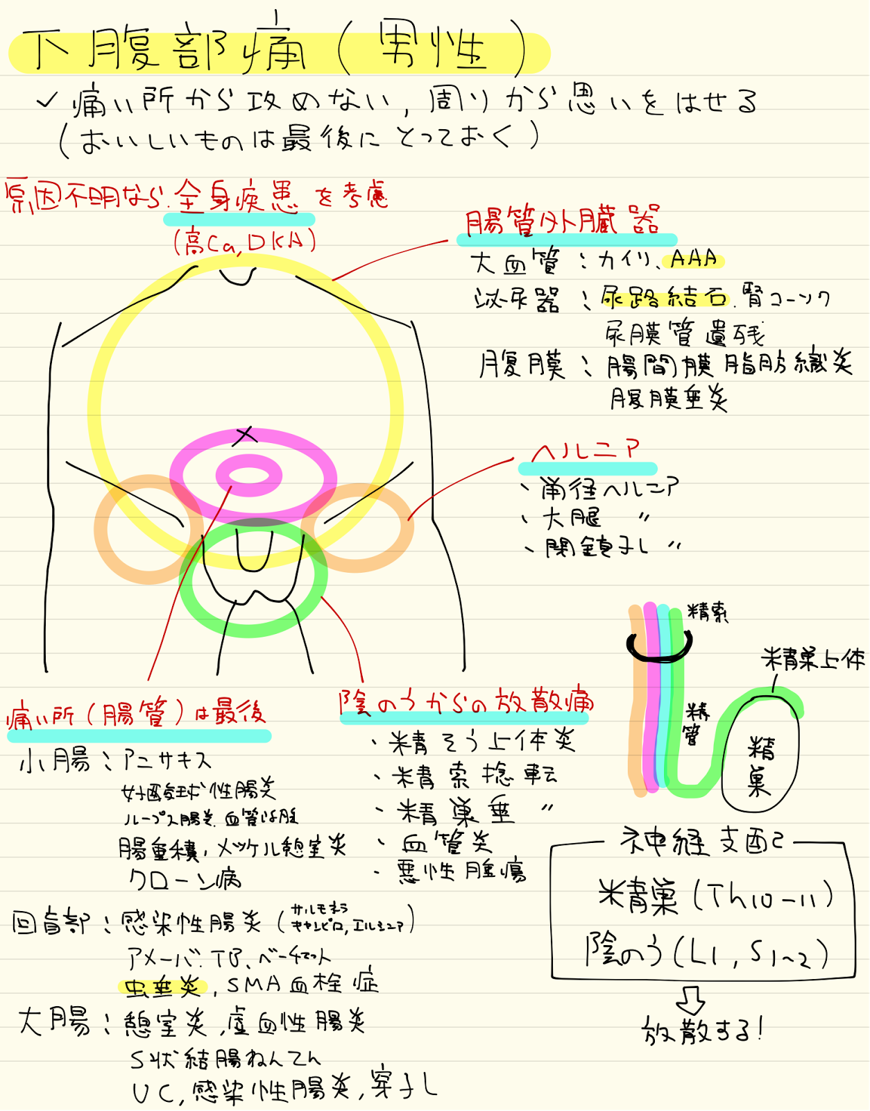 腹部の痛み 男性 Halonbay