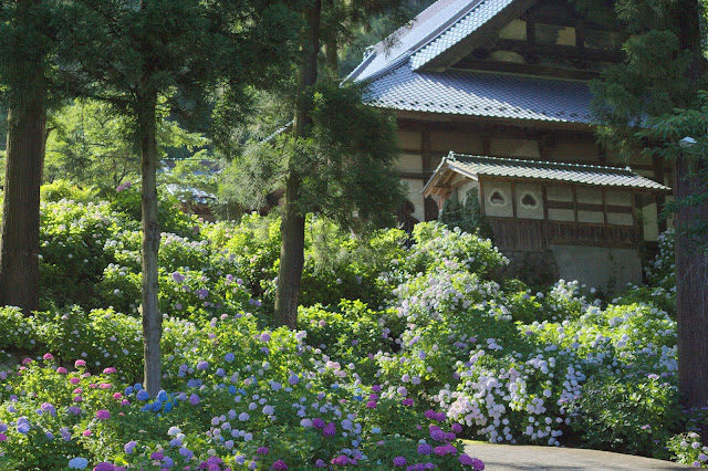 あじさい 妙法寺 EOS20D