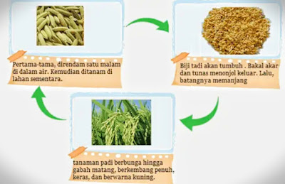 Kunci Jawaban Buku Tematik Siswa Kelas 4 Tema 3 Pembelajaran 1 Subtema 1 Hewan dan Tumbuhan di Lingkungan Rumahku Halaman 1 2 3 4 5 6