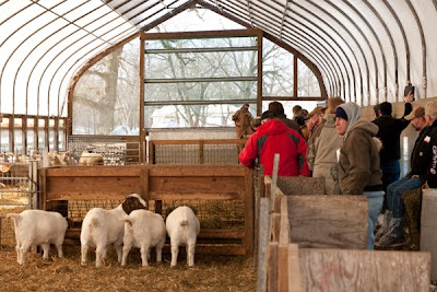 premier farm diary: winter sheep day recap