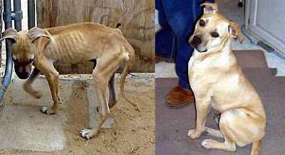 Before and After Animal Rescue Seen On lolpicturegallery.blogspot.com