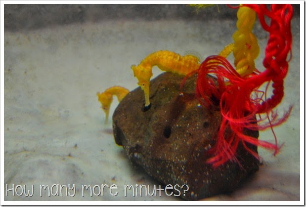 How Many More Minutes? ~ Seahorse World at Beauty Point, Tasmania