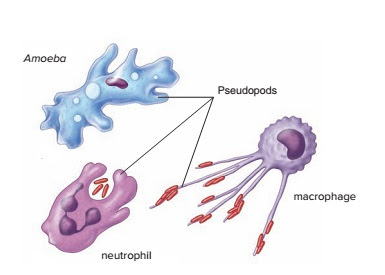 Pseudopod