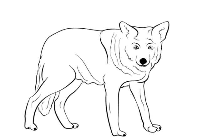  Cara  Menggambar  Serigala  Mudah  GambarYuk