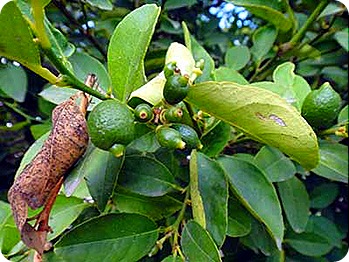 limes-small