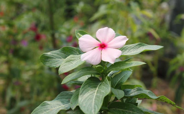 Vinca Flowers Pictures