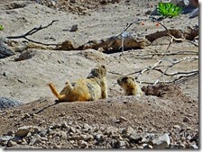 AZ desert museum w Steve Kitty 080