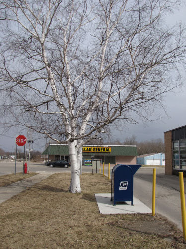 urban white birch tree