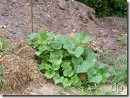 butternut winter squash