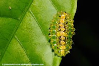 Acraga coa - na sua fase lagarta da vida, seu corpo possui uma cobertura gelatinosa, tendo por baixo, glóbulos em forma de cone sobre o dorso que parecem vidro, com pontas cor-de-laranja, que quebram-se com facilidade e da mesma forma se regeneram.