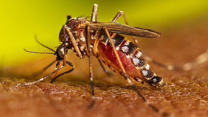  Dengue Virus