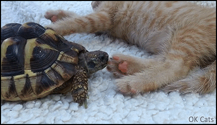 Funny Kitten GIF • Angry tortoise tries to bite kitty bean toes but fails miserably