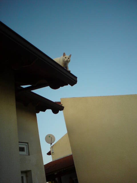 He landed on the pergola roof. Ran around there for some time. The husband left a gap between the roof edge and the wall for the hot air to escape.