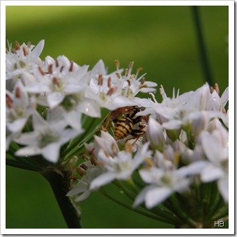Wespe in Lauchblüten © H. Brune