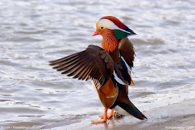 Funny animals of the week - 7 February 2014 (40 pics), mandarin duck picture
